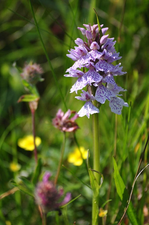 [Orchid%255B3%255D.jpg]