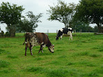 http://lh5.ggpht.com/-5t47cKWfMG0/Tjg2wcS_D6I/AAAAAAAABXM/hfknKgt1tmg/P1000737.JPG