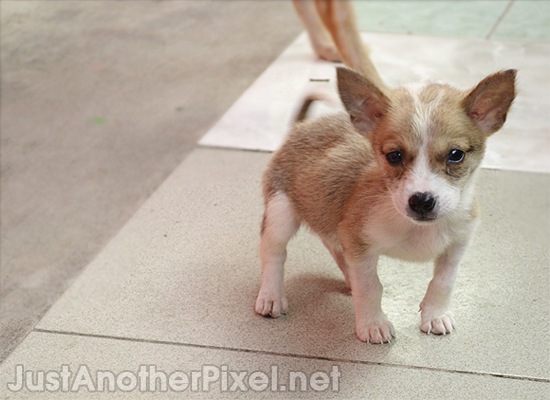Our new puppy...