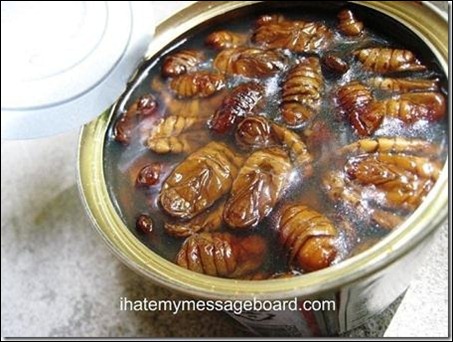 pupas de bicho da seda Coreia