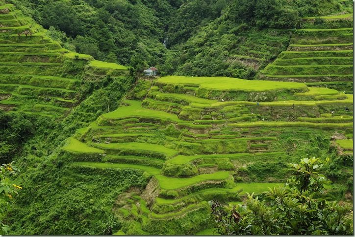 Banaue02(217) Banaue02(217)