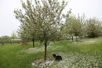 Searching For Dogwood