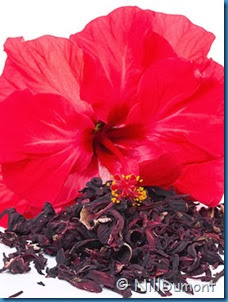 chá de hibisco 02 chá de hibisco 02