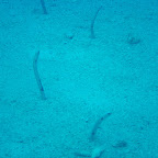 Garden eels