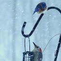 Red-bellied Woodpecker (and Eastern Bluebird)