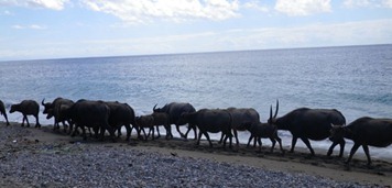 buffolos on beach buffolos on beach