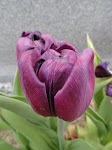 DSC03416.JPG