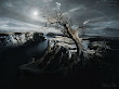Tree At The End Of Earth