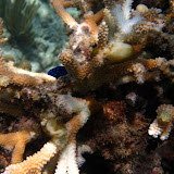 Diving and Sailing Caribbean
