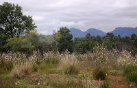 Flinders Flowers Photo