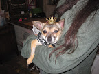 While Minnow loved Boots's crown, she settled on a more understated version. After all, she did not want to steal the spotlight from her gracious hostess.