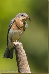 Eastern Bluebird