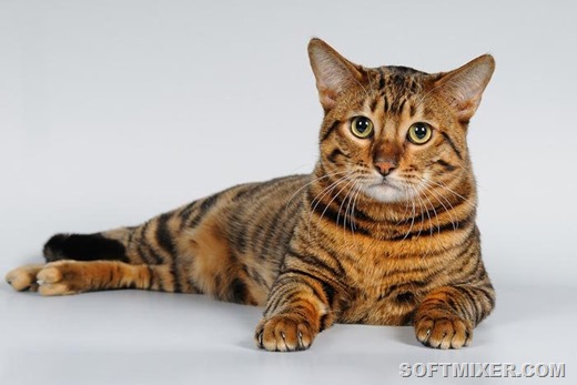 [dog_cat%255B4%255D.jpg]