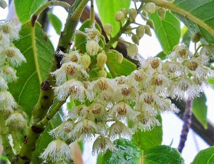 [Elaeocarpus%2520floribundus%255B3%255D.jpg]