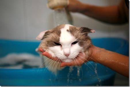 wet-cats-unhappy-28_thumb.jpg