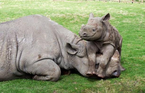 [rhinoceros-with-baby%255B5%255D.jpg]