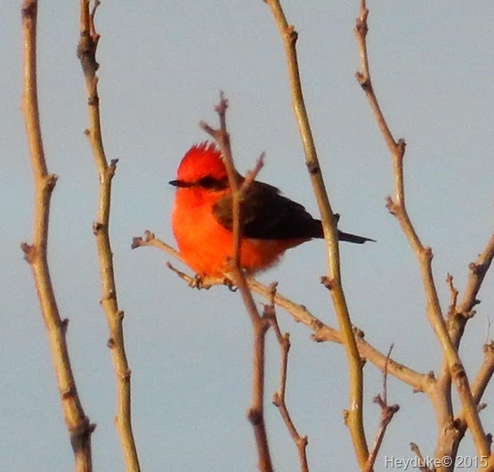 [Madera%2520Canyon%2520male%2520Vermillion%2520Flycatcher%25202%255B7%255D.jpg]