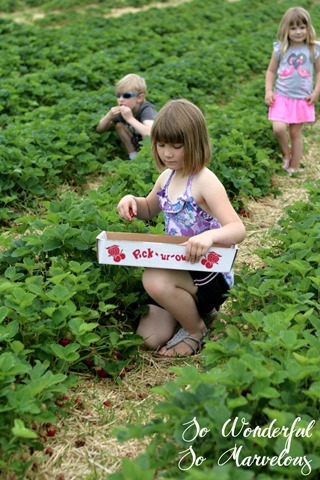 Strawberry Picking 4