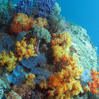 Reef (Bangka Island)
