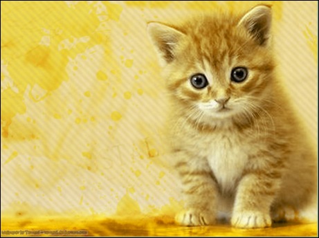 cat-wallpaper2 cat-wallpaper2
