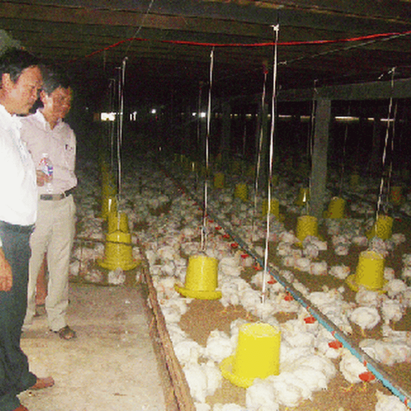 Khuyến khích sản xuất thức ăn chăn nuôi trong nước