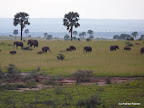 Murchison Falls Nationalpark