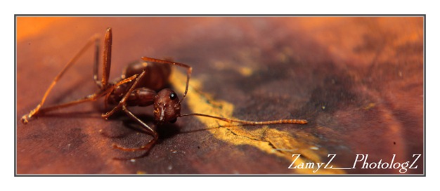 dead ants1
