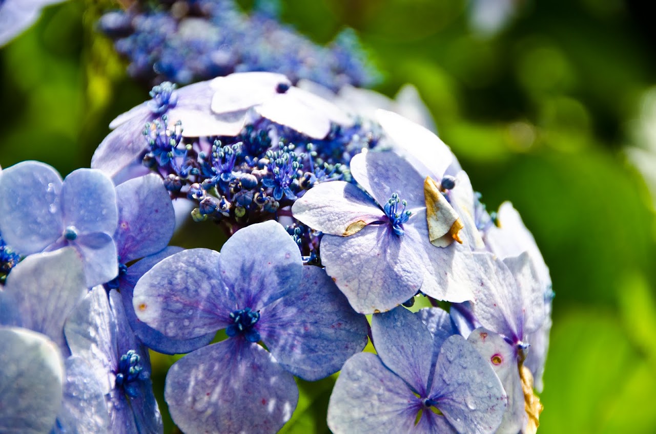 Flowers from Cornwall