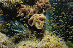 A sea of Nemos