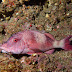 P5203578
