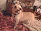 Bruno says, 