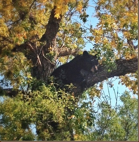 bear in tree