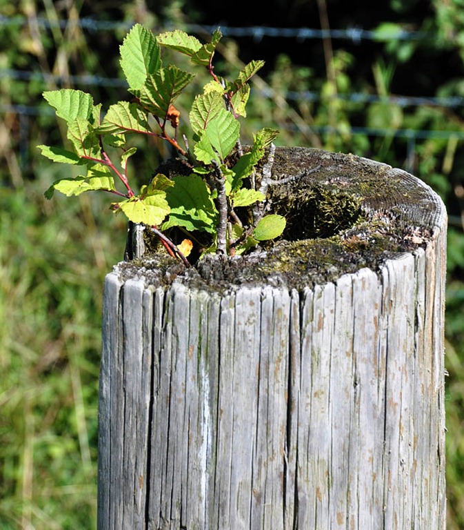 [Fertile%2520fencepost%255B3%255D.jpg]