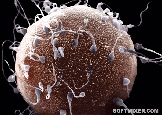 sperm_20090708_1275799755