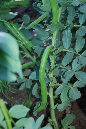 [favasDSC_0128132.jpg]