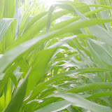 "Corn" - copyright Kristina Rust (www.kristinarustphotography.com)