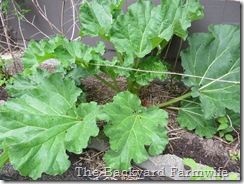 strawberry rhubarb crumb pie - The Backyard Farmwife