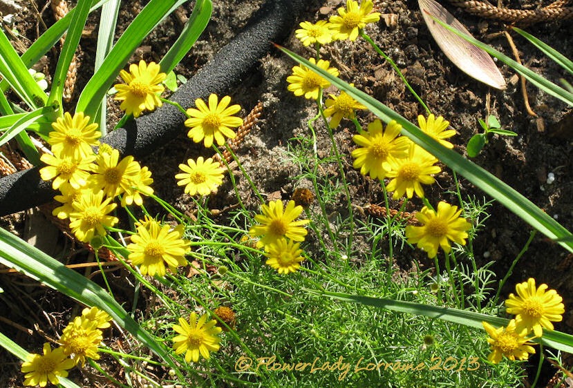 [03-03-dahlburg-daisies%255B5%255D.jpg]