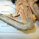 sartorius_L.JPG