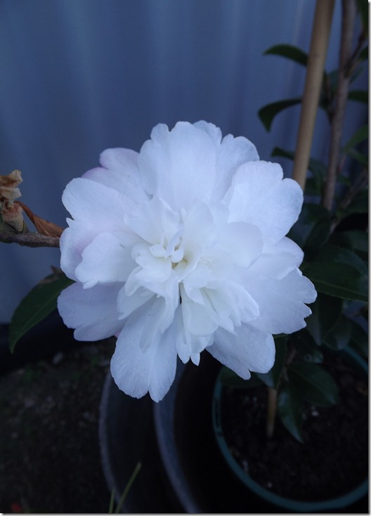 DSCF1809