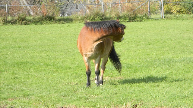 [Fall%2520at%2520Jean%2527s%2520with%2520horses.%2520052%255B3%255D.jpg]