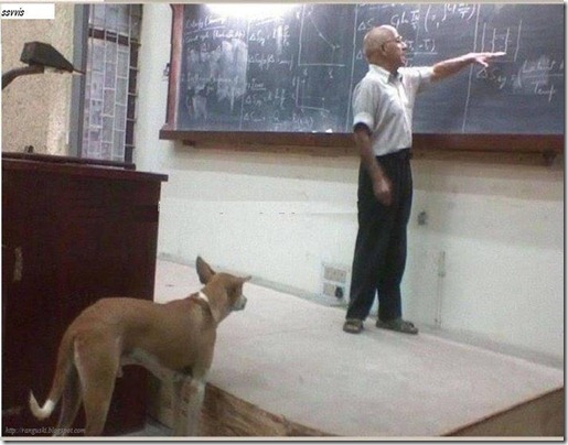 dog teach
