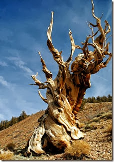 methuselah-tree-Clinton-Steeds methuselah-tree-Clinton-Steeds