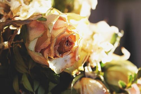 Wilting Rose