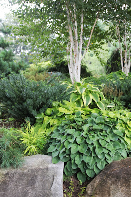 VARIETIES OF HOSTA IMG_4720.jpg
