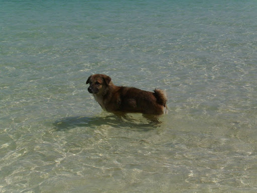 Random dog on the island