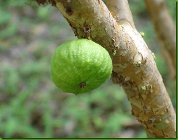 Jaboticaba Branca I Jaboticaba Branca I