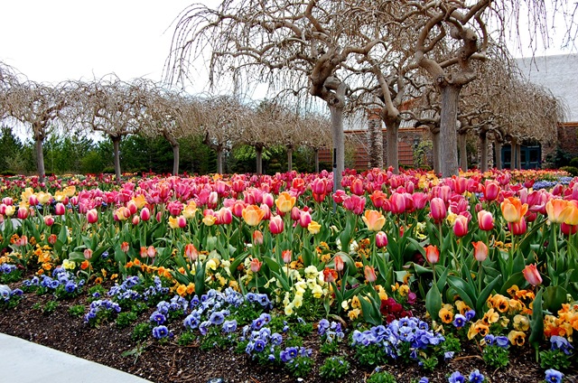 [tptulips6%255B2%255D.jpg]