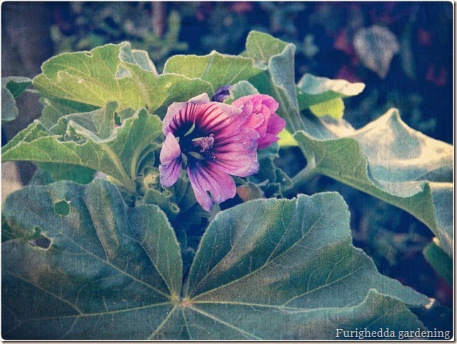 Malva sylvestris malva, wild gardening, spontanee
