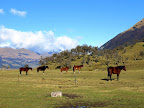 Horses